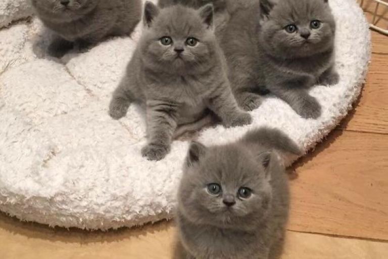 kittens