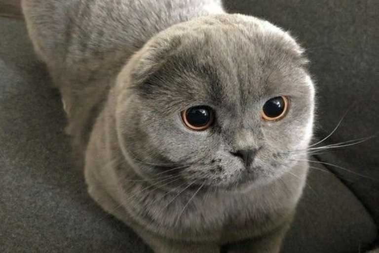 مشخصات نژاد گربه Scottish Fold