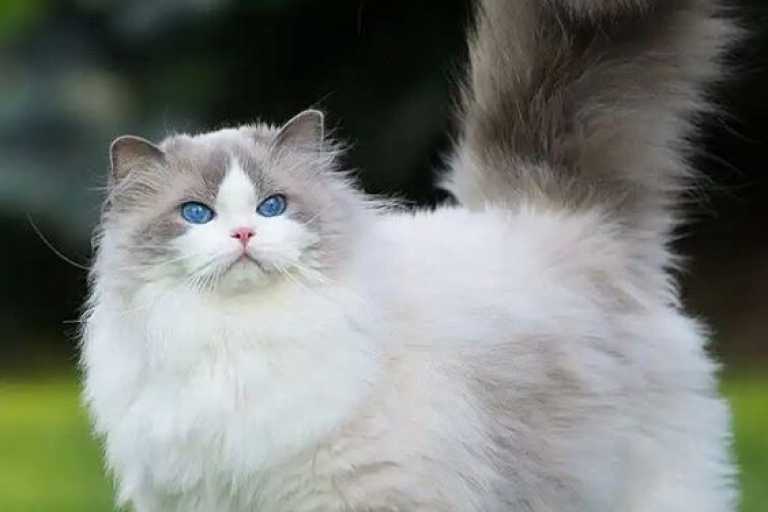 ragdoll