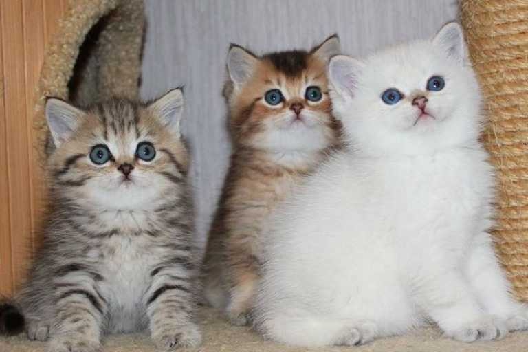 kittens