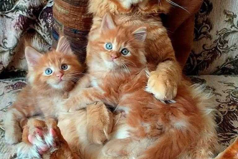 نژاد گربه Maine Coon