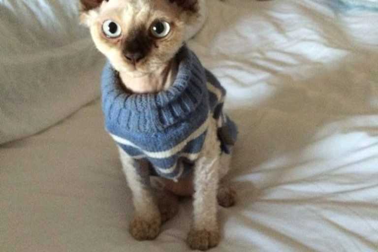  نژاد گربه Devon Rex