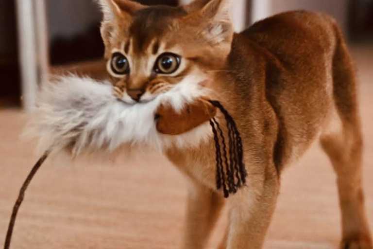 نژاد گربه Abyssinian 